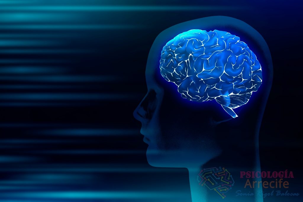 Human brain medical digital illustration